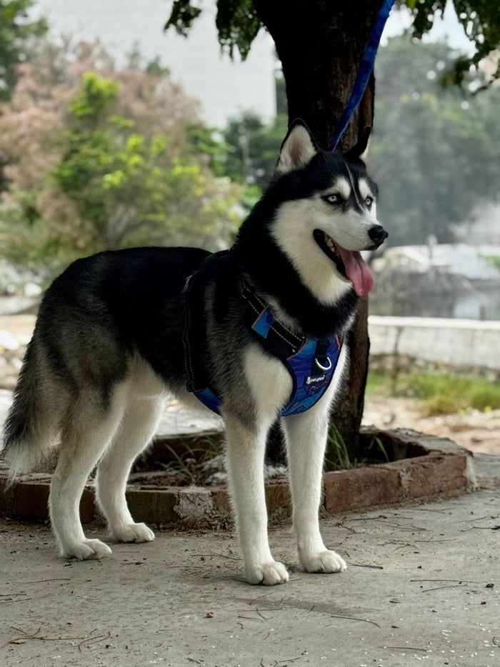 Dog Harness for Comfortable Walks